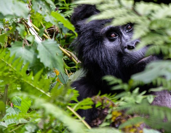 What do you know about Gorilla?