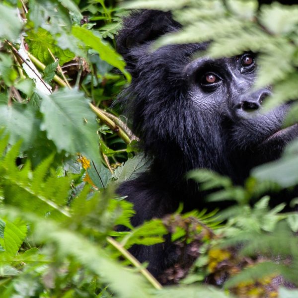 5 Days Kibale Forest National Park Chimpanzee Experience