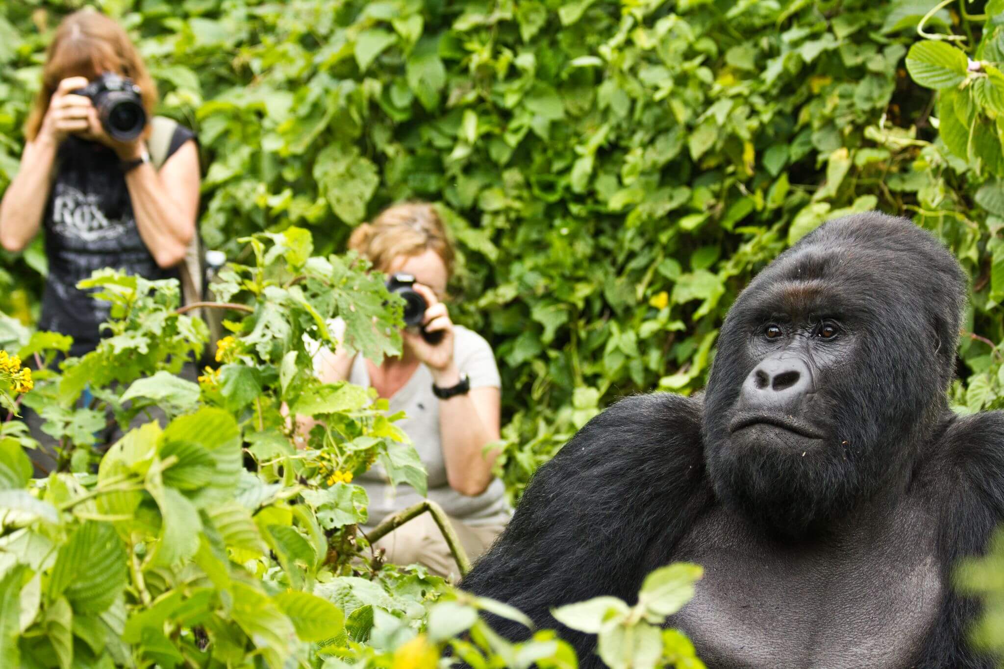 CHIMPANZEE TREKKING