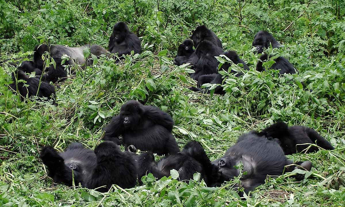 Primate Empowerment Safari 