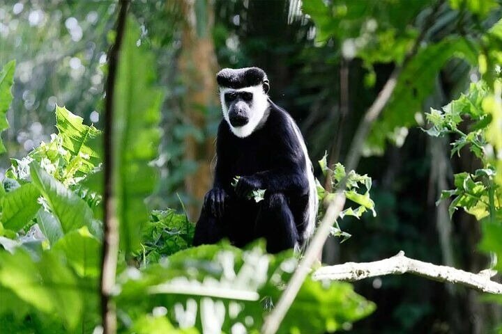 Kibale & Bwindi