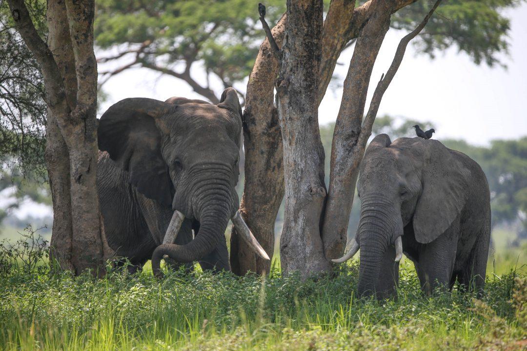Uganda Wildlife & Culture Safari